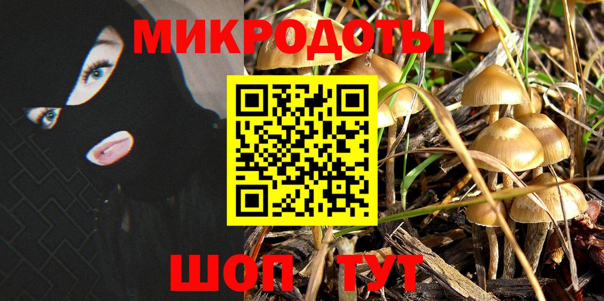 Псилоцибиновые грибы Psilocybe Лысьва